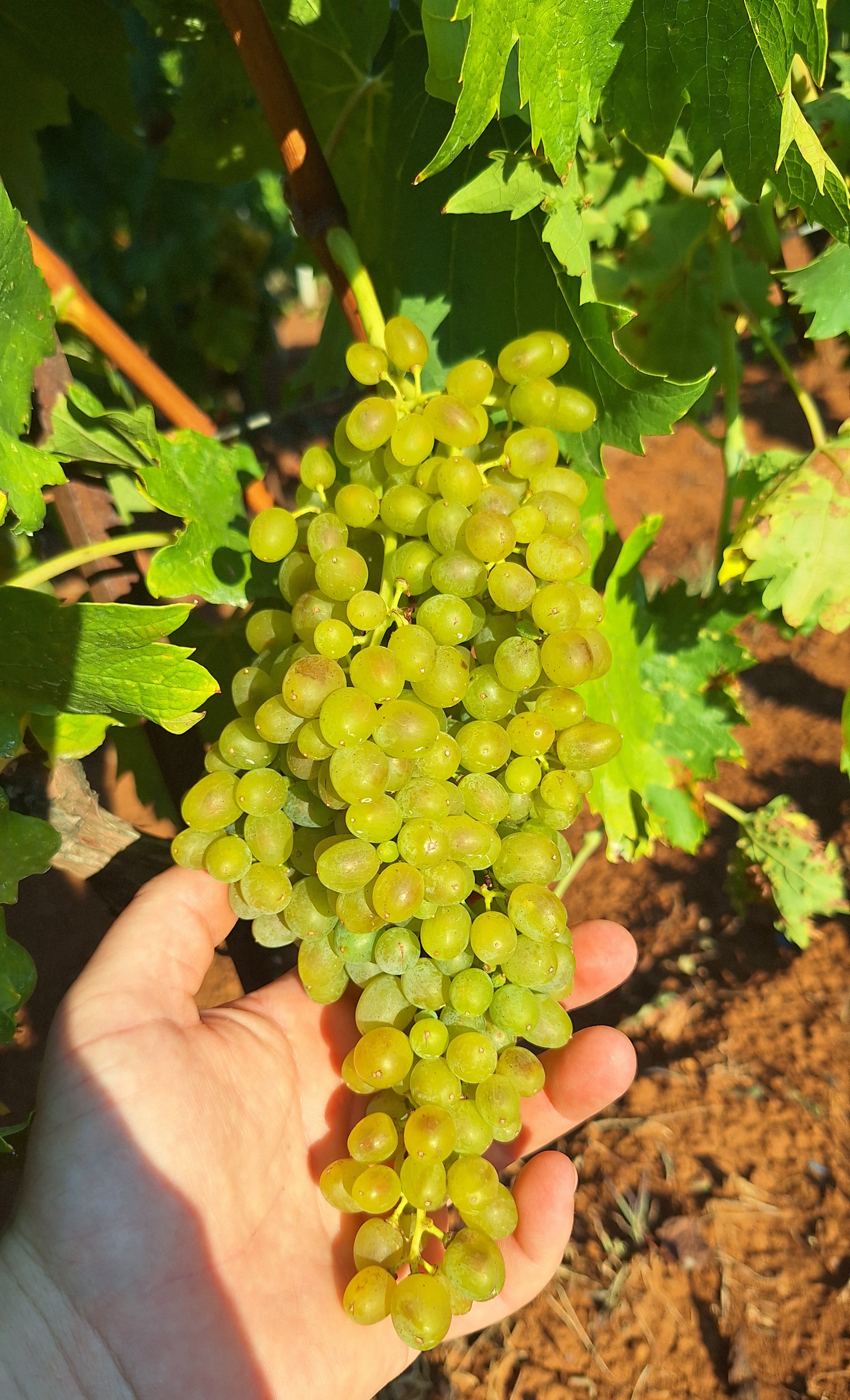 Pošip grapes