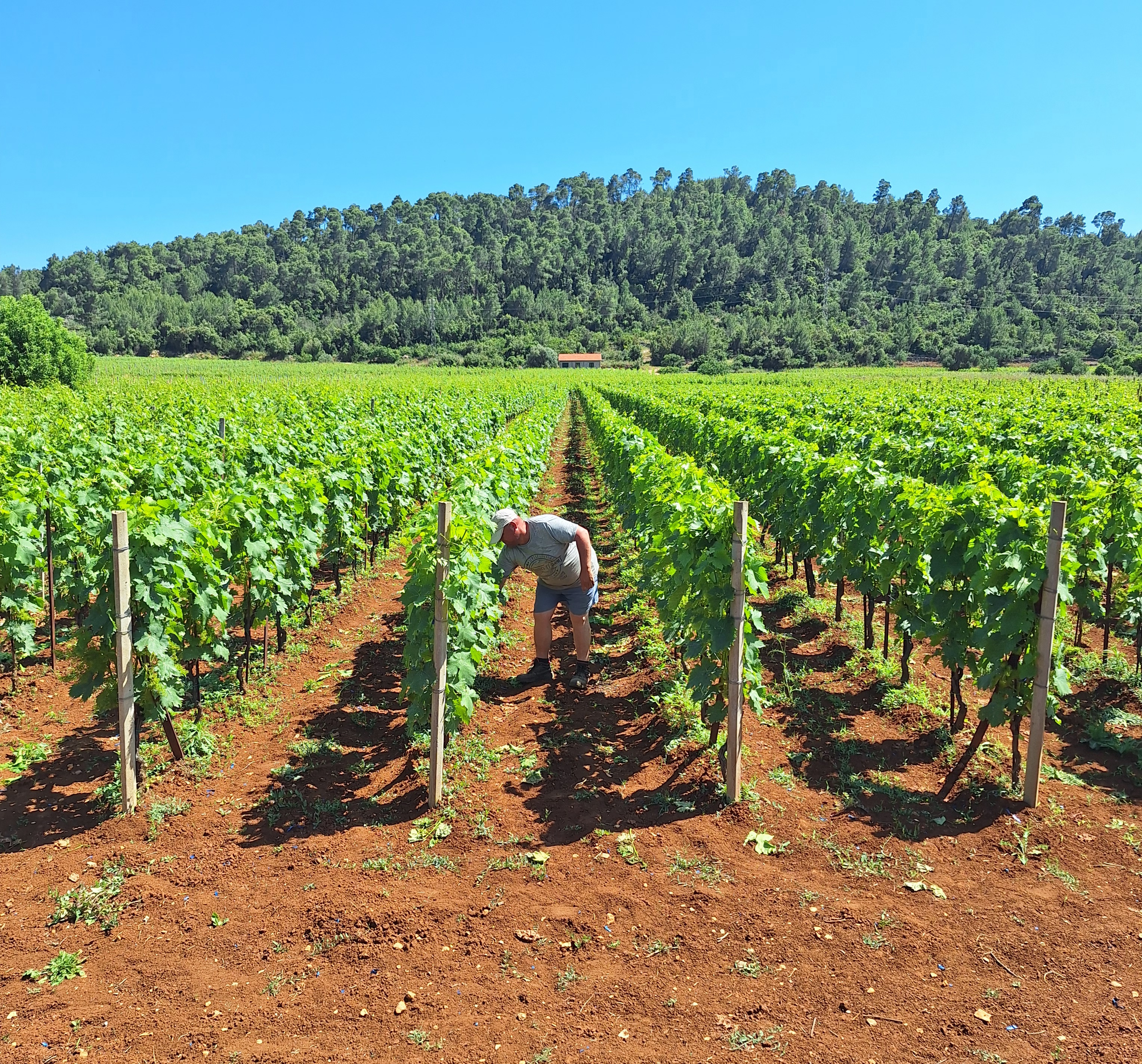Working time in wineyard